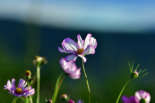 格桑花