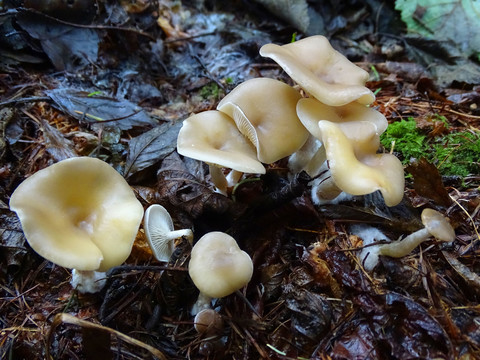 长白山野蘑菇
