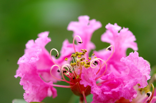 紫薇花