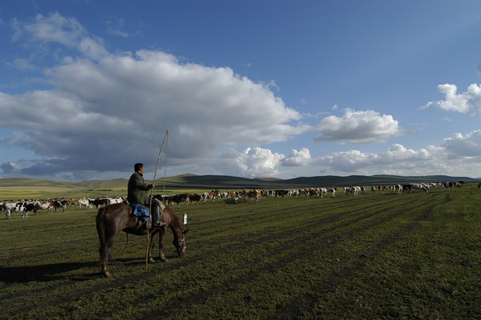 草原上的牛群与牧人