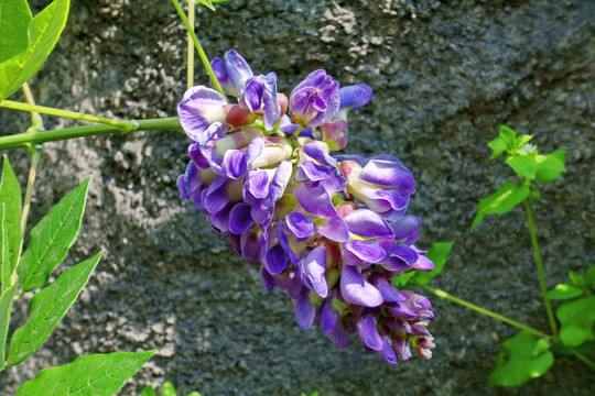 野豌豆花