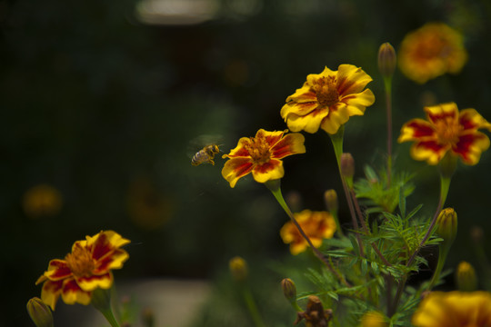 蜜蜂菜花