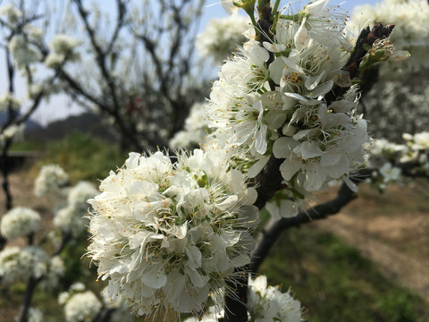 李子花