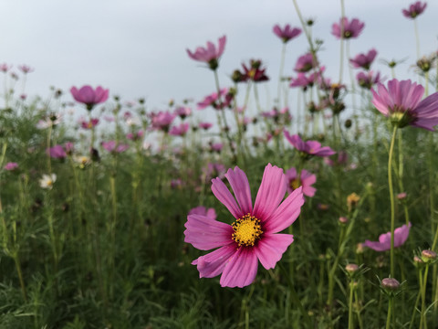 格桑花