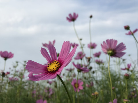 格桑花