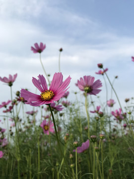 格桑花