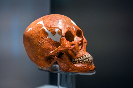 上海第一人头骨复制品
