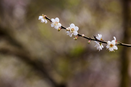 梅花