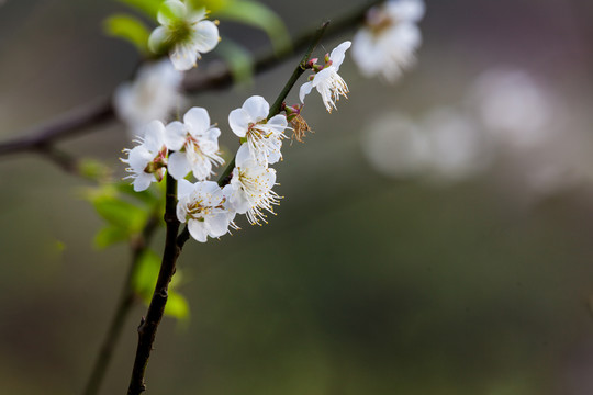 梅花