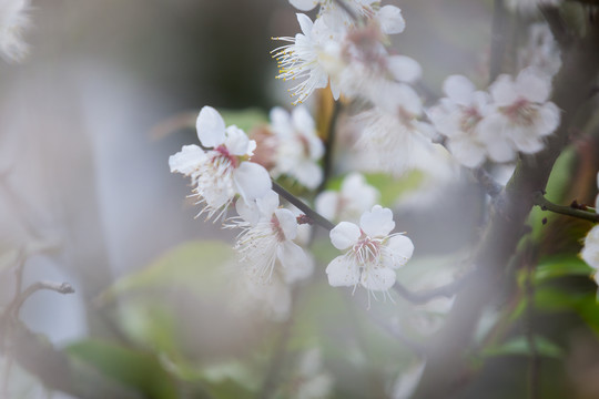 梅花