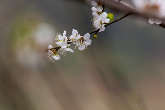 梅花