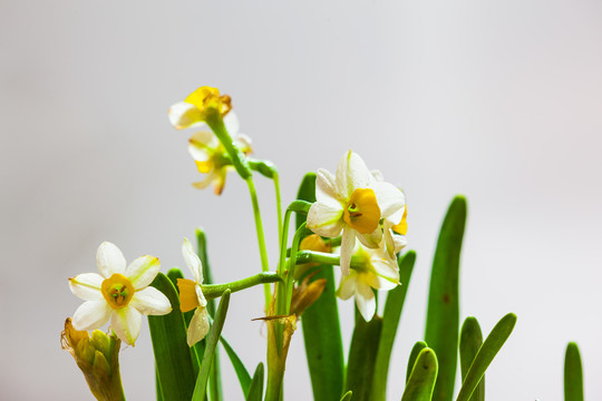 水仙花