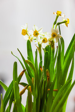 水仙花