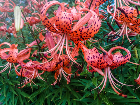 卷莲花百合花