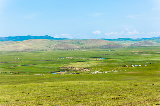 羊群草原蒙古包