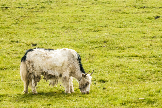 草原上的牦牛