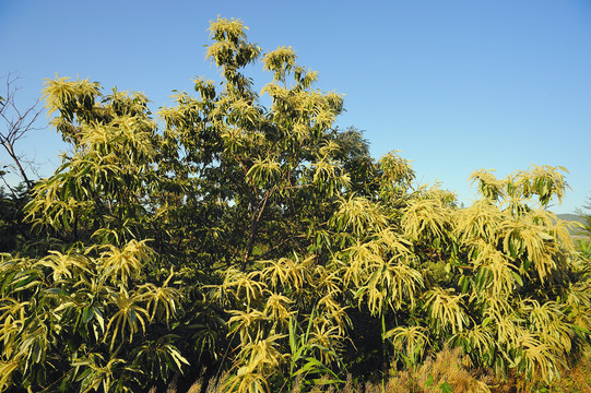 栗子树