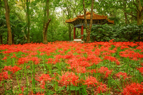 彼岸花开