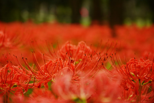 彼岸花开