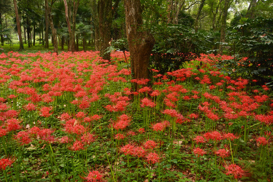 树林花丛