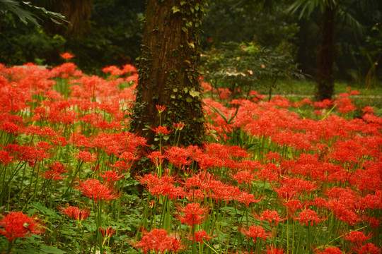 陌上花开