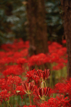 石蒜花