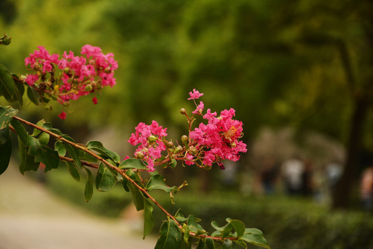 痒痒花