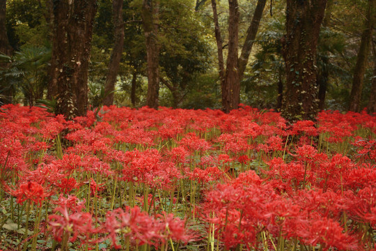 树林花丛