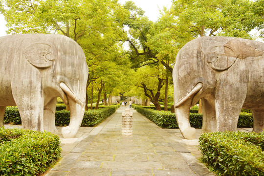 秋天南京明孝陵石象路