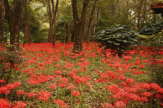 树林花丛