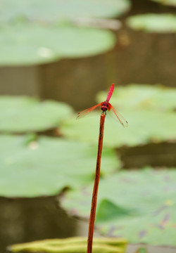 荷塘蜻蜓