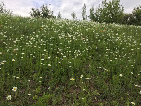 草坡鲜花