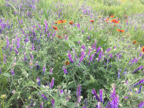 草坡鲜花