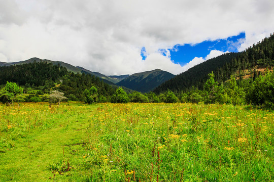 鲁朗风景区