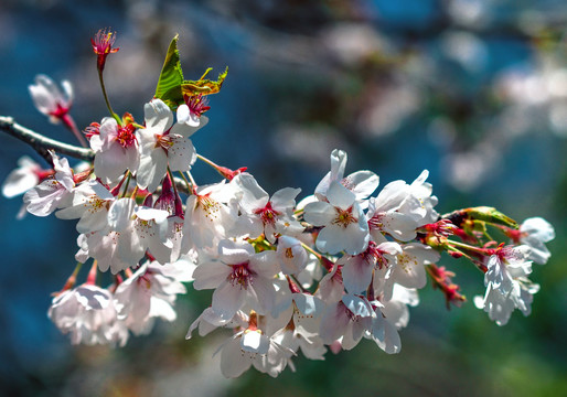 樱花