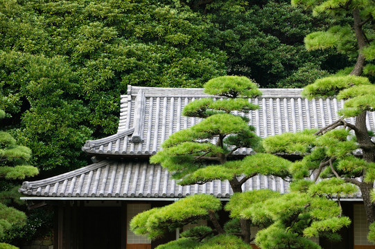 竹林中的日本传统民居