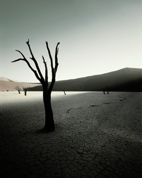 干旱景观中的枯树