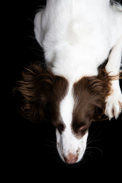 英国猎犬的特写