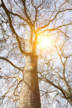 阳光下的树木