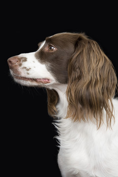 英国斯普林格猎犬在工作室的肖像