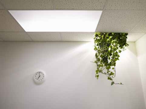 办公室天花板上的植物
