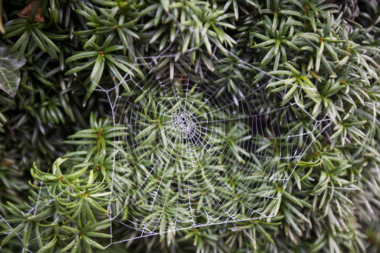 绿叶前结霜的蜘蛛网