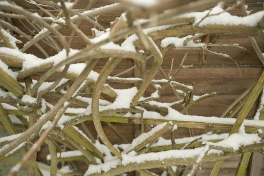 被雪覆盖的葡萄藤蔓