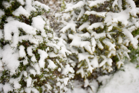 积雪覆盖的树枝