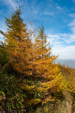 巫山梨子坪森林公园