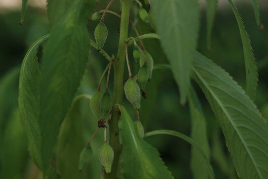 凤仙花的蒴果种子