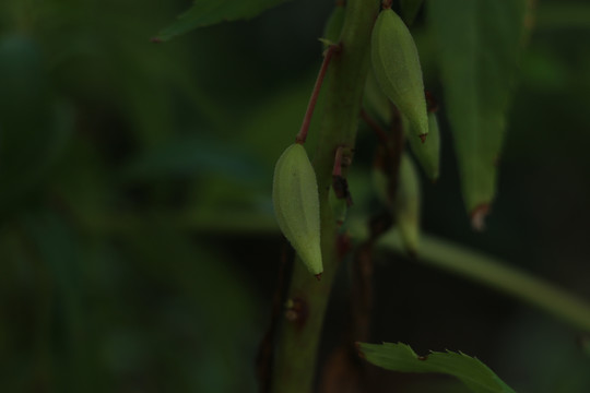 凤仙花的蒴果特写