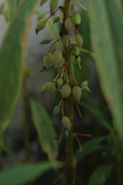 凤仙花的蒴果种子