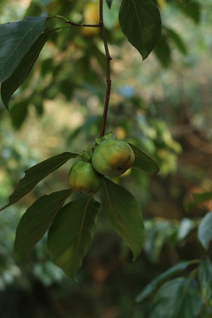 枝头的秋柿子