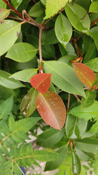 雨后闲情